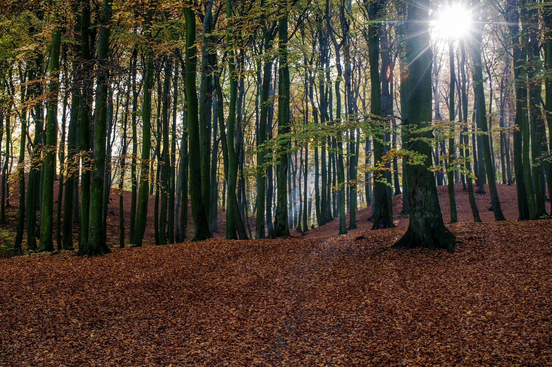 Yoga Retreat forest