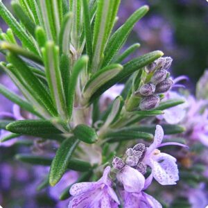 rosemary tea