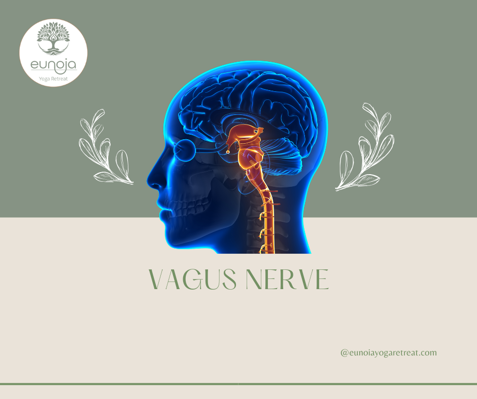 The Vagus Nerve